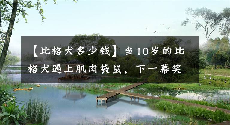 【比格犬多少钱】当10岁的比格犬遇上肌肉袋鼠，下一幕笑喷了