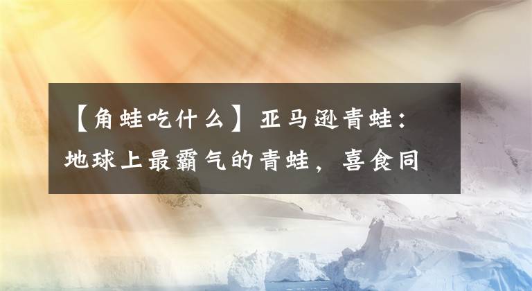 【角蛙吃什么】亚马逊青蛙：地球上最霸气的青蛙，喜食同类和腐烂的尸体，经常因贪吃而死亡。