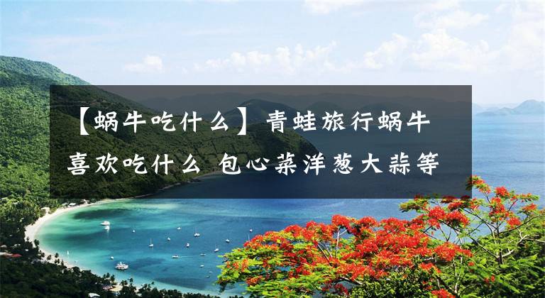 【蜗牛吃什么】青蛙旅行蜗牛喜欢吃什么 包心菜洋葱大蒜等