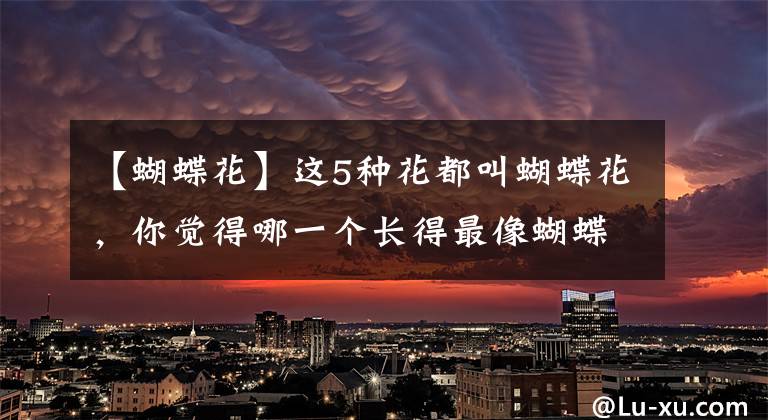 【蝴蝶花】这5种花都叫蝴蝶花，你觉得哪一个长得最像蝴蝶？