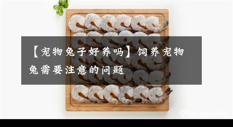【宠物兔子好养吗】饲养宠物兔需要注意的问题