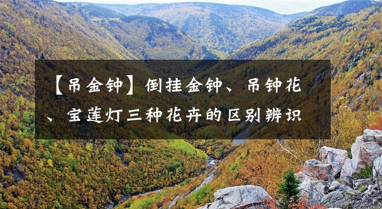【吊金钟】倒挂金钟、吊钟花、宝莲灯三种花卉的区别辨识