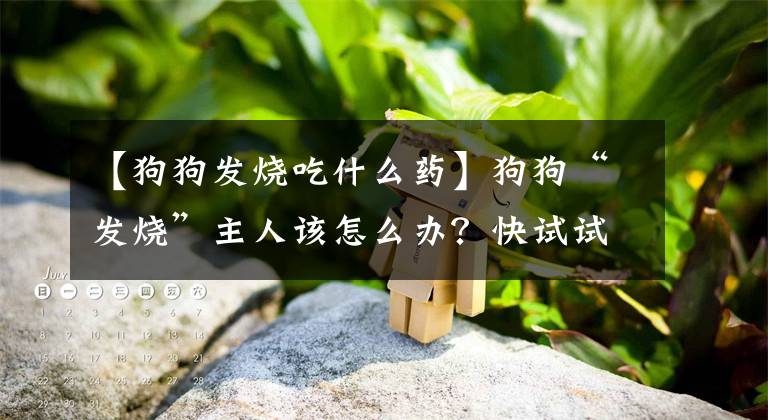 【狗狗发烧吃什么药】狗狗“发烧”主人该怎么办？快试试这5个方法，轻松应对