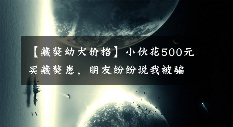 【藏獒幼犬价格】小伙花500元买藏獒崽，朋友纷纷说我被骗，狗长大后都被打脸了