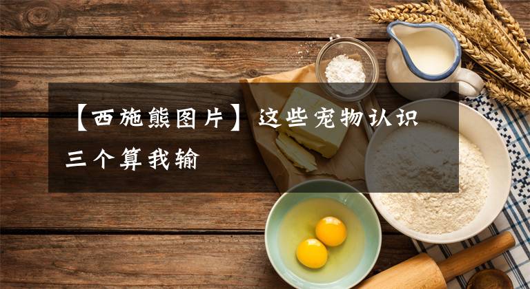 【西施熊图片】这些宠物认识三个算我输