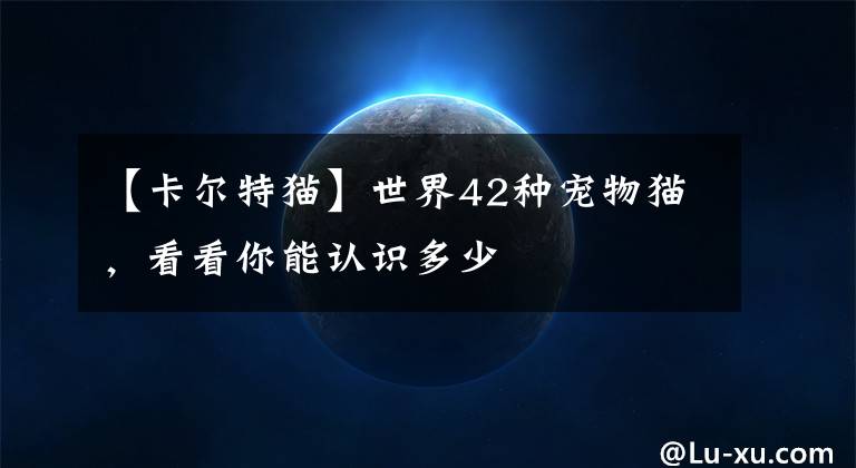 【卡尔特猫】世界42种宠物猫，看看你能认识多少