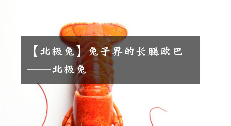 【北极兔】兔子界的长腿欧巴——北极兔