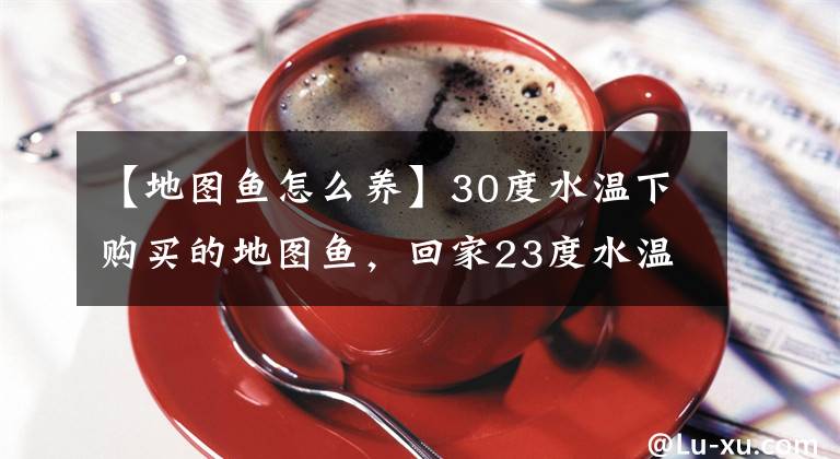 【地图鱼怎么养】30度水温下购买的地图鱼，回家23度水温入缸，这种操作也行？