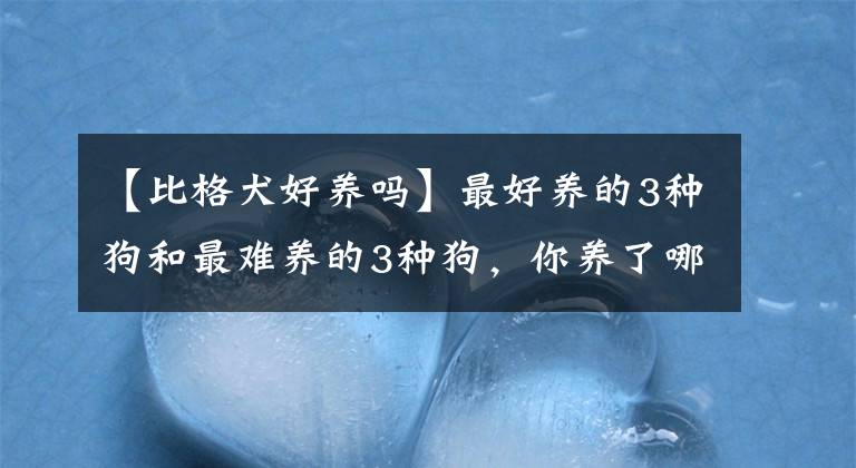 【比格犬好养吗】最好养的3种狗和最难养的3种狗，你养了哪种呢？