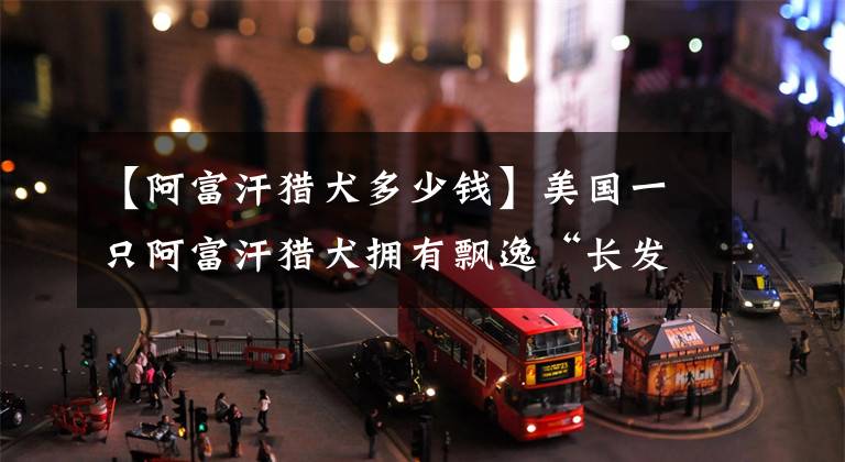 【阿富汗猎犬多少钱】美国一只阿富汗猎犬拥有飘逸“长发”被网友误认成人类
