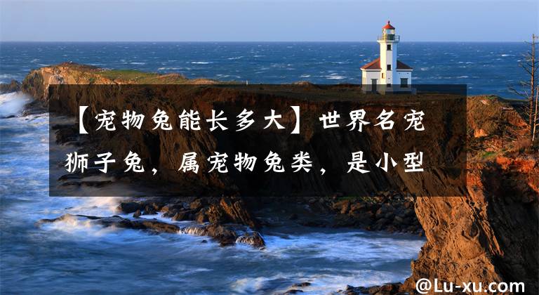 【宠物兔能长多大】世界名宠狮子兔，属宠物兔类，是小型兔之一