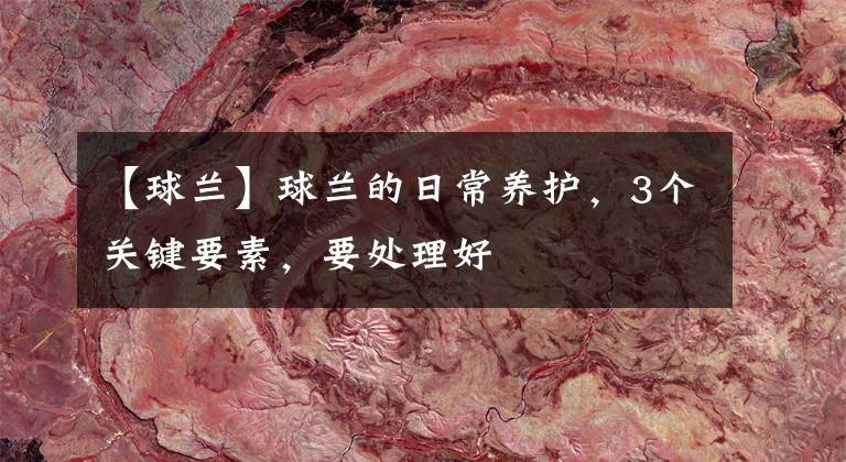 【球兰】球兰的日常养护，3个关键要素，要处理好