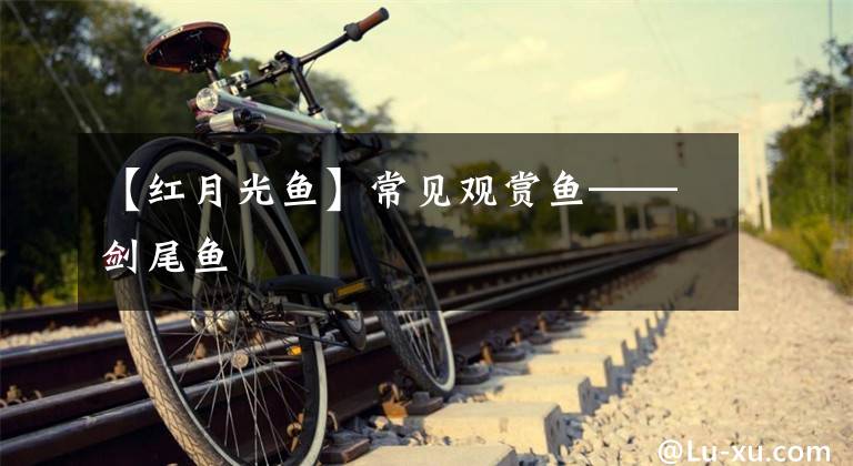 【红月光鱼】常见观赏鱼——剑尾鱼
