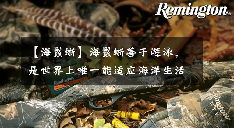 【海鬣蜥】海鬣蜥善于游泳，是世界上唯一能适应海洋生活的鬣蜥