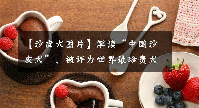 【沙皮犬图片】解读“中国沙皮犬”，被评为世界最珍贵犬种，因奇特外貌名扬天下