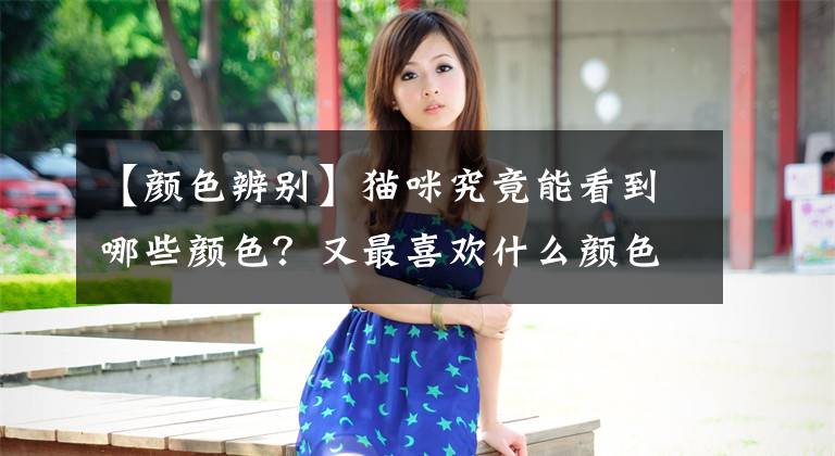 【颜色辨别】猫咪究竟能看到哪些颜色？又最喜欢什么颜色呢？
