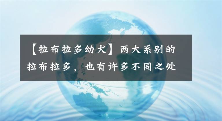 【拉布拉多幼犬】两大系别的拉布拉多，也有许多不同之处，别再以为自己买到串串了