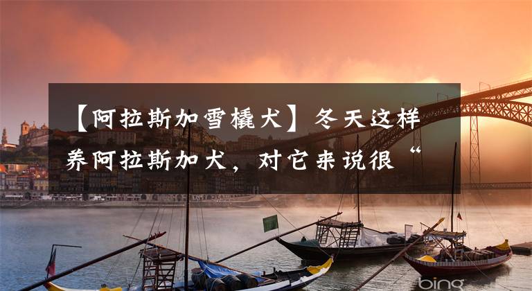【阿拉斯加雪橇犬】冬天这样养阿拉斯加犬，对它来说很“折磨”