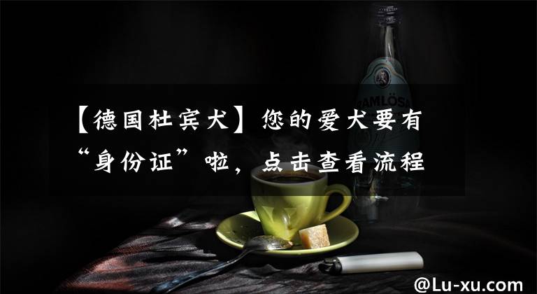 【德国杜宾犬】您的爱犬要有“身份证”啦，点击查看流程