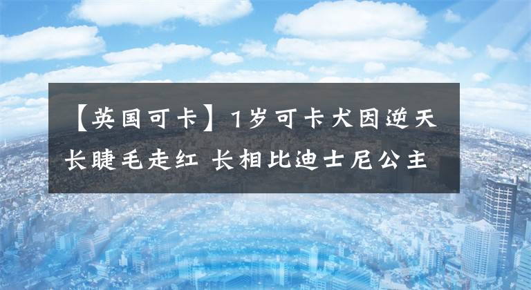 【英国可卡】1岁可卡犬因逆天长睫毛走红 长相比迪士尼公主还甜美
