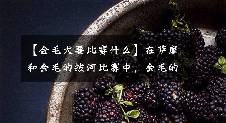 【金毛犬要比赛什么】在萨摩和金毛的拔河比赛中，金毛的屁股一次都没动就赢了。