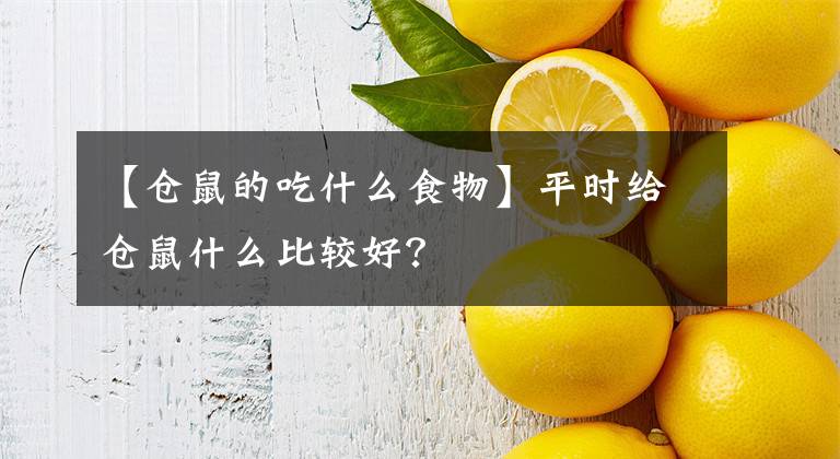 【仓鼠的吃什么食物】平时给仓鼠什么比较好？