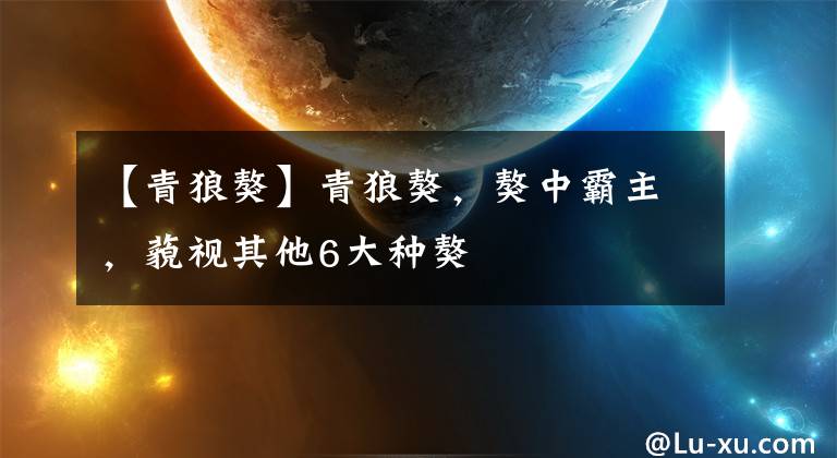 【青狼獒】青狼獒，獒中霸主，藐视其他6大种獒