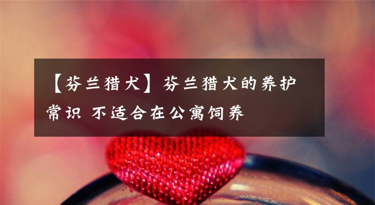 【芬兰猎犬】芬兰猎犬的养护常识 不适合在公寓饲养