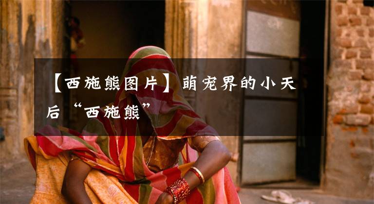 【西施熊图片】萌宠界的小天后“西施熊”