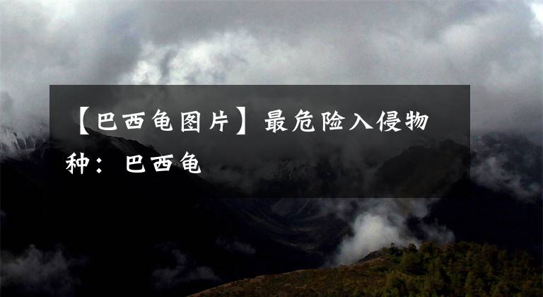 【巴西龟图片】最危险入侵物种：巴西龟