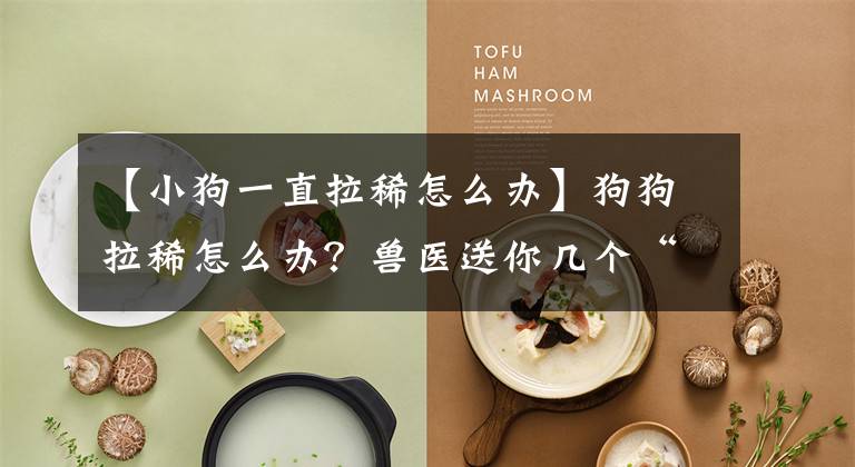 【小狗一直拉稀怎么办】狗狗拉稀怎么办？兽医送你几个“锦囊”，这样治没毛病