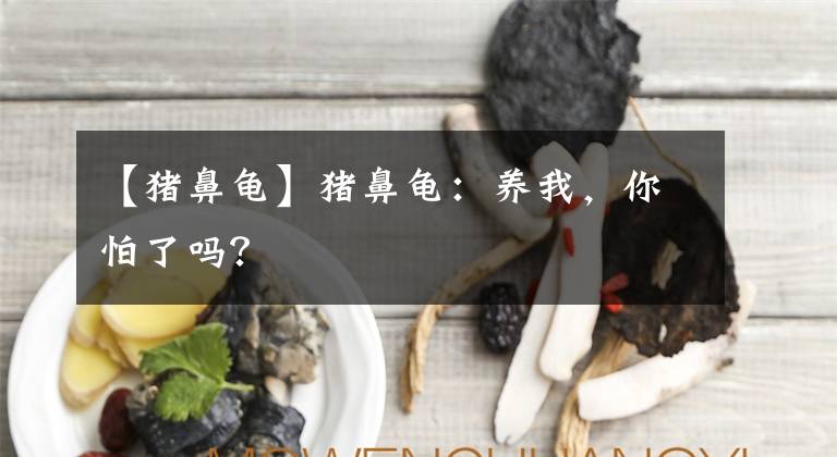 【猪鼻龟】猪鼻龟：养我，你怕了吗？