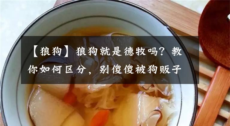 【狼狗】狼狗就是德牧吗？教你如何区分，别傻傻被狗贩子忽悠了