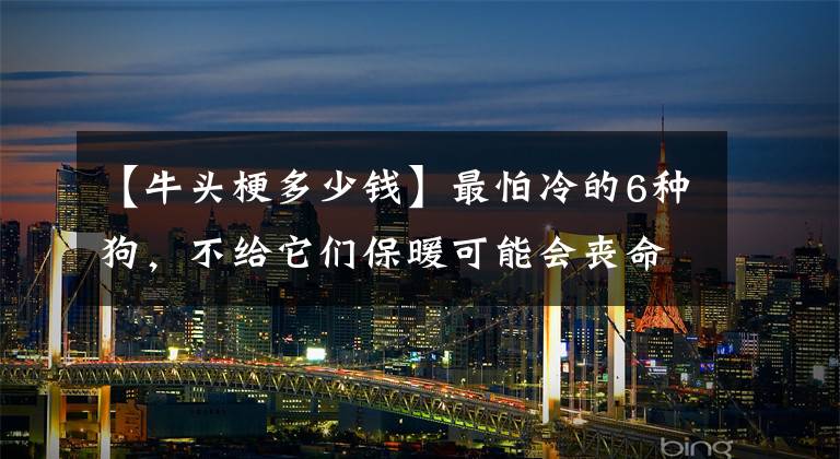 【牛头梗多少钱】最怕冷的6种狗，不给它们保暖可能会丧命