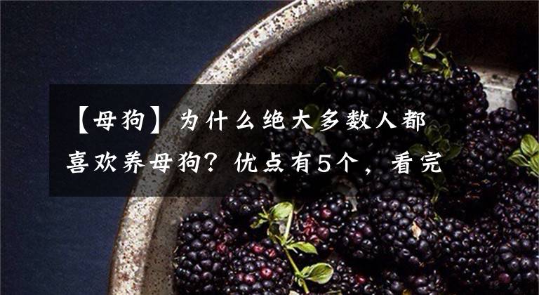 【母狗】为什么绝大多数人都喜欢养母狗？优点有5个，看完你想养吗？