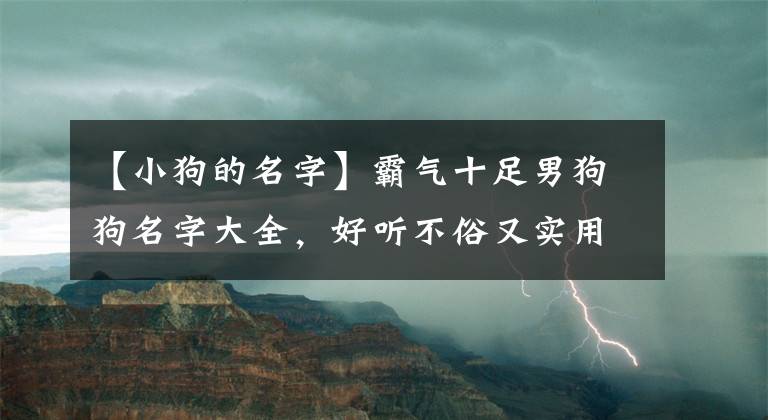 【小狗的名字】霸气十足男狗狗名字大全，好听不俗又实用！