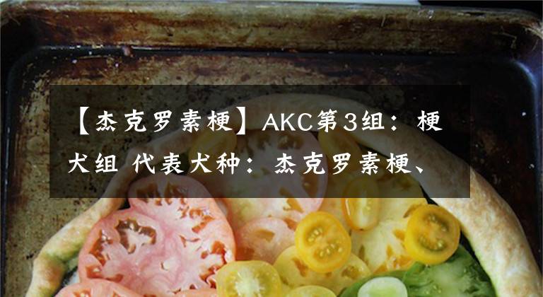 【杰克罗素梗】AKC第3组：梗犬组 代表犬种：杰克罗素梗、美国斯塔福梗