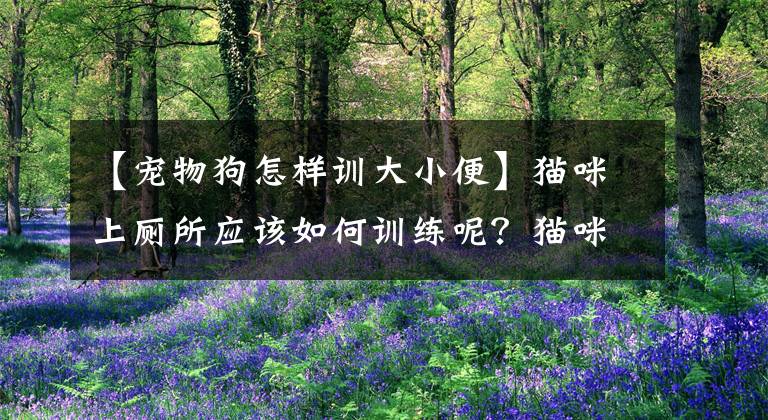 【宠物狗怎样训大小便】猫咪上厕所应该如何训练呢？猫咪用猫砂盆你知道怎么教吗？