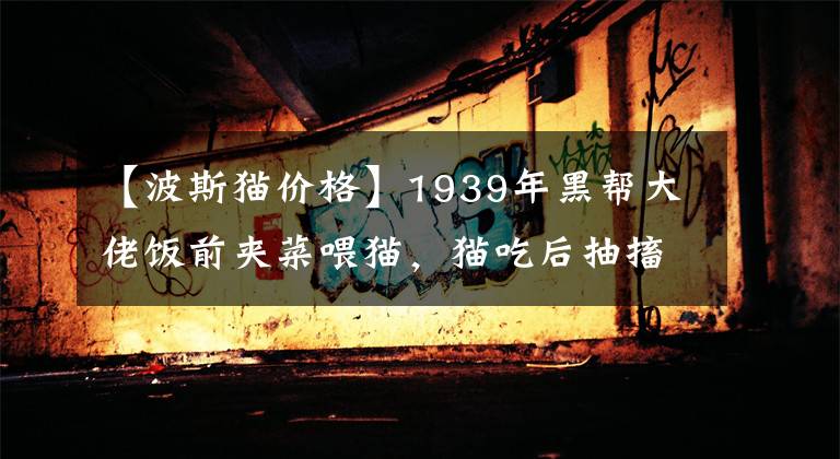 【波斯猫价格】1939年黑帮大佬饭前夹菜喂猫，猫吃后抽搐而死，怒道：有人要害我
