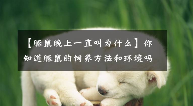 【豚鼠晚上一直叫为什么】你知道豚鼠的饲养方法和环境吗？