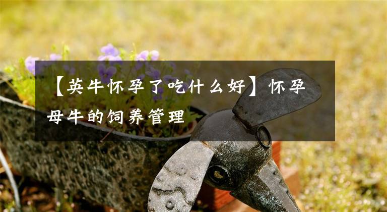 【英牛怀孕了吃什么好】怀孕母牛的饲养管理