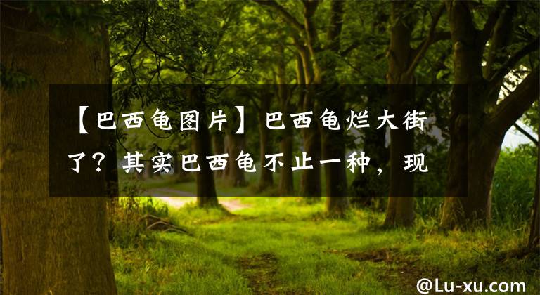 【巴西龟图片】巴西龟烂大街了？其实巴西龟不止一种，现在都养这2种