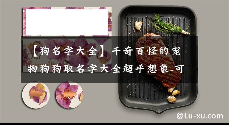 【狗名字大全】千奇百怪的宠物狗狗取名字大全超乎想象-可爱点