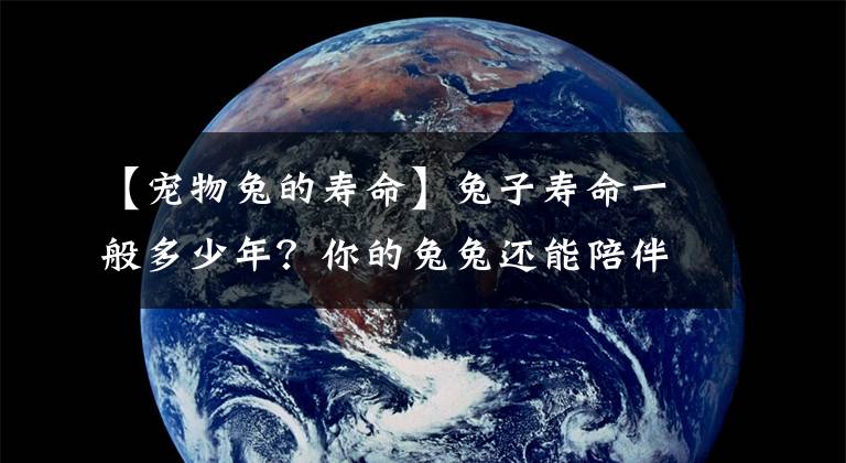 【宠物兔的寿命】兔子寿命一般多少年？你的兔兔还能陪伴你多久？