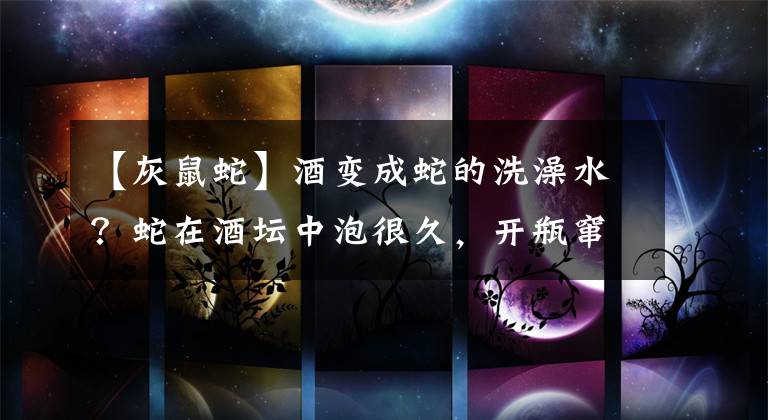 【灰鼠蛇】酒变成蛇的洗澡水？蛇在酒坛中泡很久，开瓶窜出咬人，为何没死？