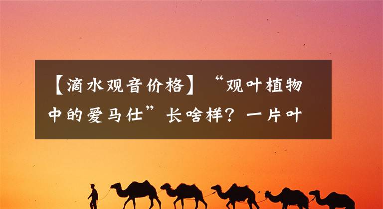 【滴水观音价格】“观叶植物中的爱马仕”长啥样？一片叶子上万元