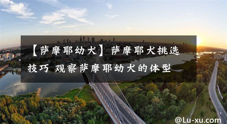 【萨摩耶幼犬】萨摩耶犬挑选技巧 观察萨摩耶幼犬的体型