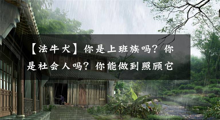 【法牛犬】你是上班族吗？你是社会人吗？你能做到照顾它吗？