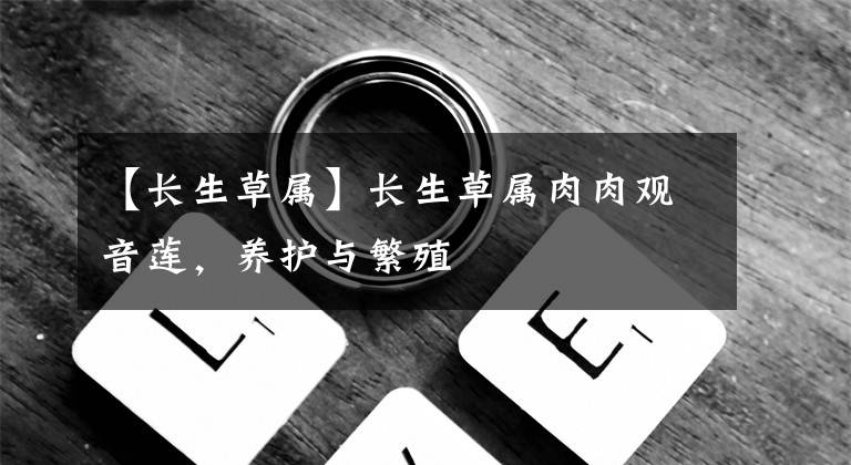 【长生草属】长生草属肉肉观音莲，养护与繁殖