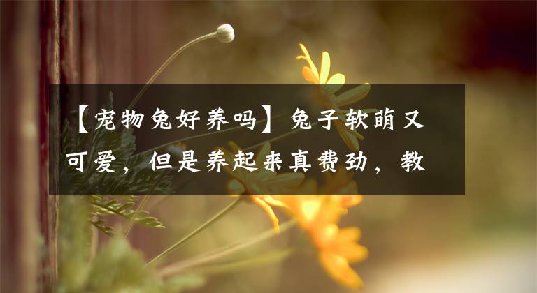【宠物兔好养吗】兔子软萌又可爱，但是养起来真费劲，教你如何养一只可爱的小白兔